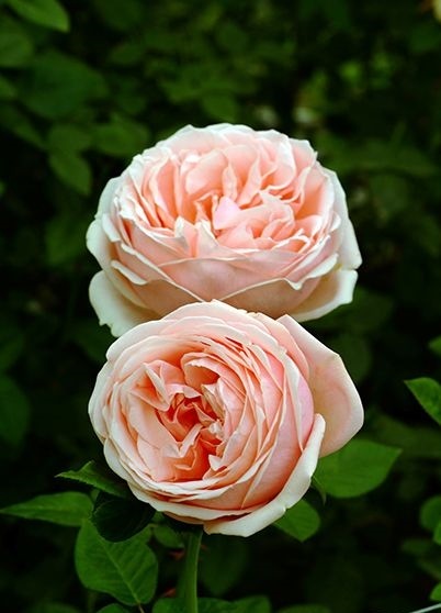 アフロディーテ（大苗）7号鉢植え バラ苗 四季咲き大輪系