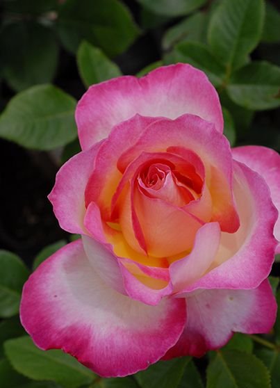 Para…..Beach バラ苗 imgrc0088153642.jpg