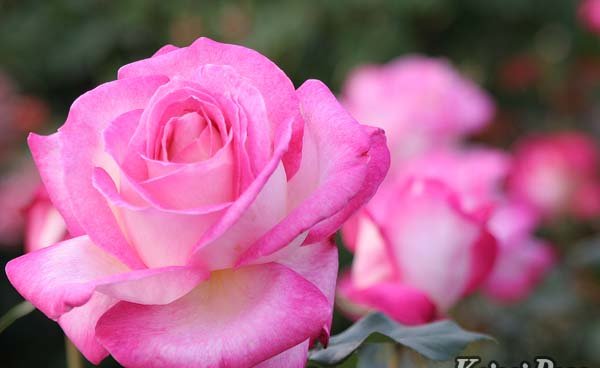 カリフォルニア・ドリーミング（大苗予約）7号鉢植え バラ苗 《農林