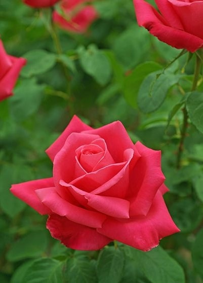 マリア・カラス（大苗）7号鉢植え バラ苗 四季咲き大輪系