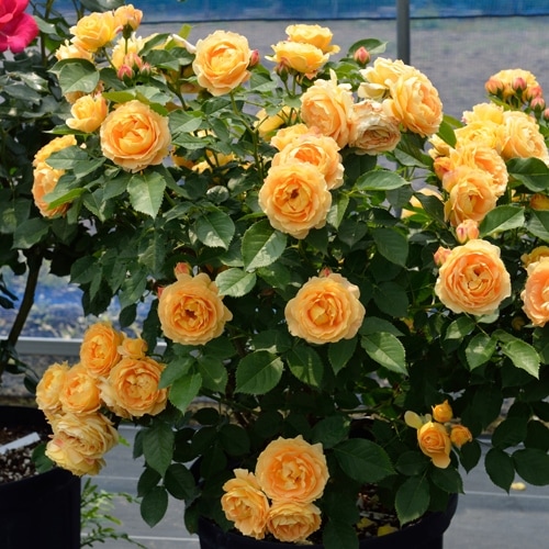 ラ・ドルチェ・ヴィータ（大苗予約）7号鉢植え バラ苗 《農林水産省