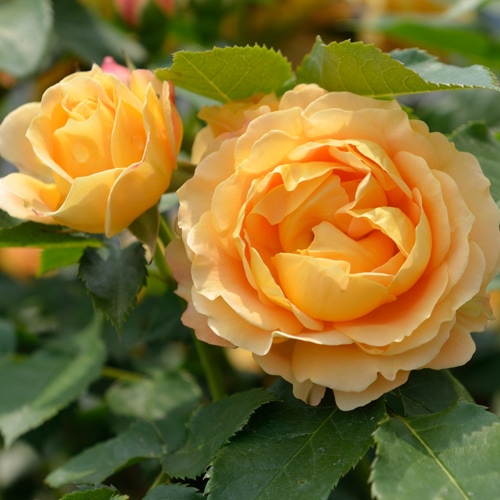 ☆おしゃれ☆ ラ ドルチェ ヴィータ さん バラ メモ  ＆  シール セット ☆おしゃれ☆ ラ ドルチェ ヴィータ さん バラ メモ ＆ シール