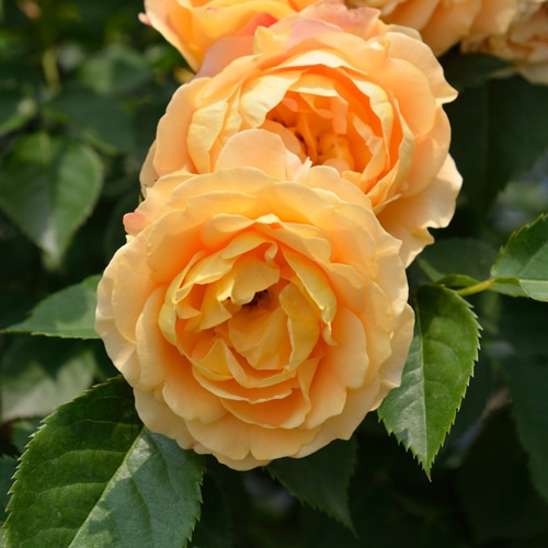 ラ・ドルチェ・ヴィータ（大苗予約）7号鉢植え バラ苗 《農林水産省