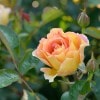 ラ・パリジェンヌ（大苗予約）7号鉢植え　バラ苗　《農林水産省 登録品種》　デルバール（Delbard）　フレンチローズ　四季咲き