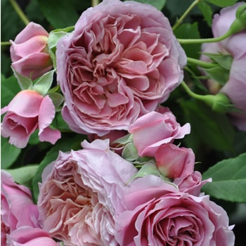 ローブ・ア・ラ・フランセーズ（大苗予約）7号鉢植え バラ苗 《農林