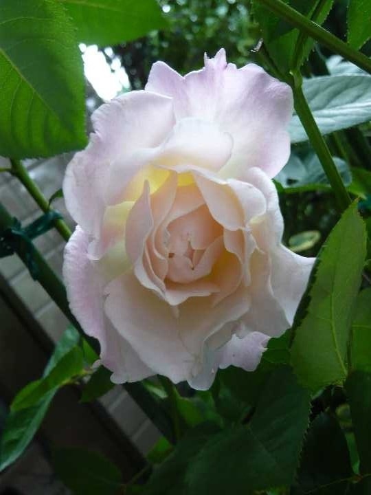 プリンセス・テンコー（大苗）7号鉢植え バラ苗 《農林水産省