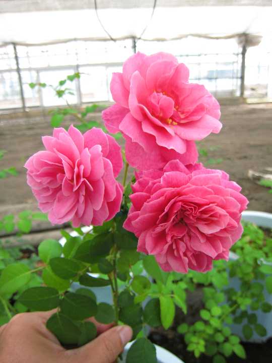 アブデル（大苗予約）7号鉢植え　バラ苗　《農林水産省 登録品種》　河本バラ園ブランドローズ