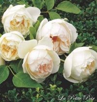 ラ・プティット・ポワール（大苗）7号鉢植え　バラ苗　《契約品種》　四季咲き中輪房咲き系（フロリバンダローズ）スプレー咲き