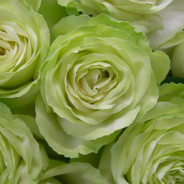 わかな（大苗予約）7号鉢植え バラ苗 《農林水産省 登録品種》 （別名