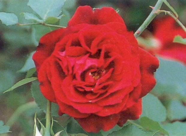 フランシス・デュブリュイ（大苗）7号鉢植え　バラ苗　　オールドローズ（アンティークローズ）　ティーローズ　赤