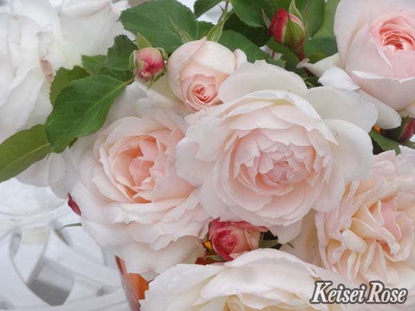 ステファニー・グッテンベルク（大苗）7号鉢植え　バラ苗　《農林水産省 登録品種》　四季咲き中輪房咲き系