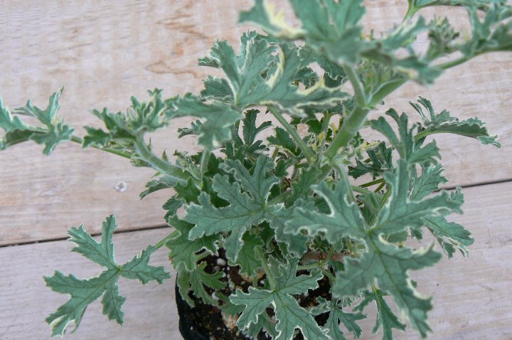 レディープリマスゼラニウム　ハーブ苗