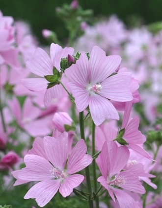 ムスクマロウ（ピンク）　ハーブ苗　