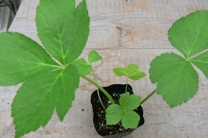 アシタバ ハーブ苗 | ハーブ苗 Herbs,アイウエオ順,ア行