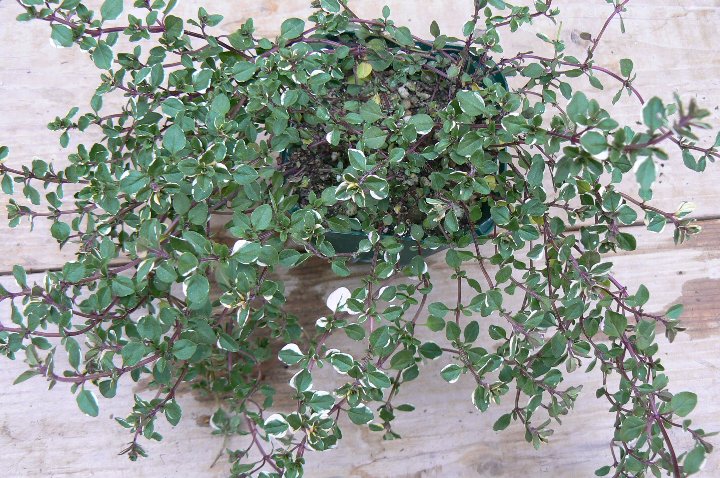 フォックスリー・タイム ハーブ苗