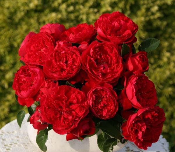 バラ苗　赤　品種不明 フロレンティーナ（大苗予約）7号鉢植え バラ苗 《農林水産省 登録品種