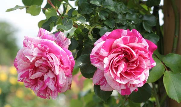 koyu様確認用＊フランボワーズバニーユ バラ苗 濃いピンクの絞りのバラ