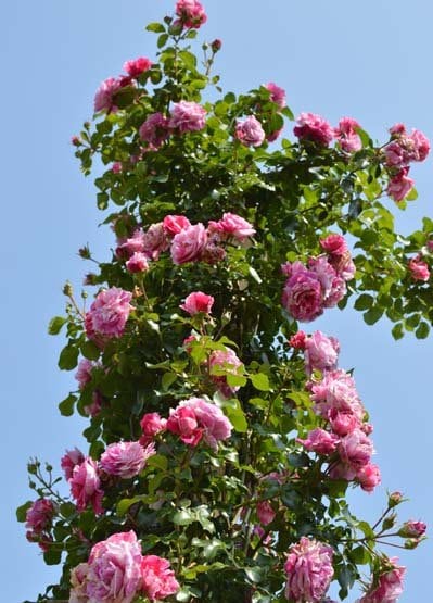 バラ バラ苗 接木苗 巨大苗 つぼみ付き 人気フラミンゴ薔薇 1本
