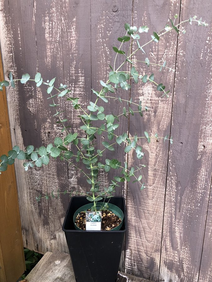 ユーカリ・グーニー　ハーブ苗　6号鉢植え