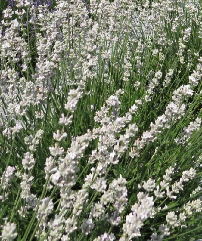 ラベンダー・エーデルワイス（ラバンディン系）　ハーブ苗　白花