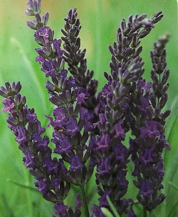 ラベンダー　スコティッシュコテージ（ラバンディン系）　ハーブ苗