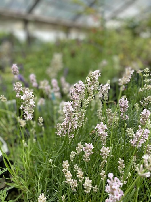 ラベンダー ミスキャサリン（イングリッシュ系） ハーブ苗 | ハーブ苗