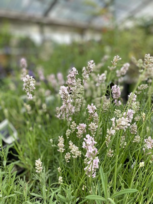 ラベンダー ミスキャサリン（イングリッシュ系） ハーブ苗 | ハーブ苗