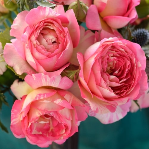 マルク・シャガール（大苗）7号鉢植え バラ苗 《農林水産省 登録品種