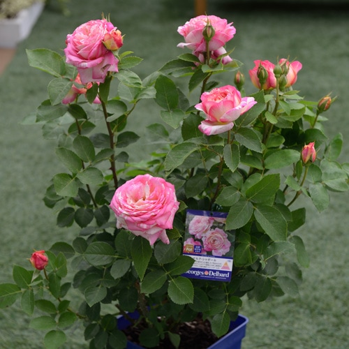 マルク・シャガール（大苗予約）7号鉢植え バラ苗 《農林水産省 登録