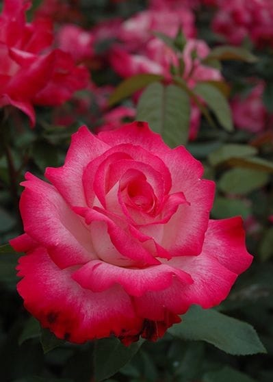 聖火（大苗予約）7号鉢植え　バラ苗　　四季咲き大輪系（ハイブリッドティーローズ）