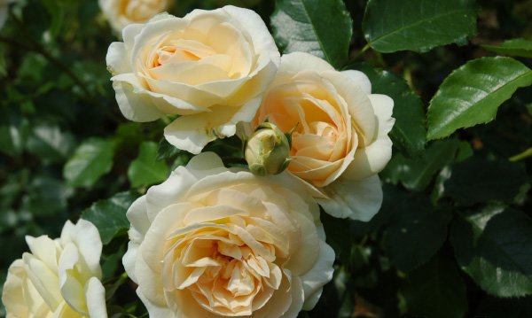 マリー・アントワネット（大苗予約）7号鉢植え　バラ苗　《農林水産省 登録品種》　ローゼン・タンタウ（Rosen Tantaut） 　四季咲き