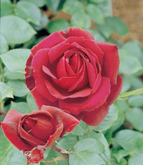 オクラホマ（大苗）7号鉢植え　バラ苗　　四季咲き大輪系（ハイブリッドティーローズ）