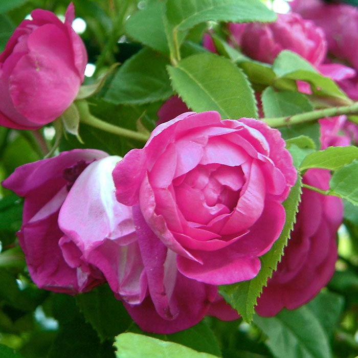 アップル・シード（大苗予約）7号鉢植え　バラ苗　　つるバラ