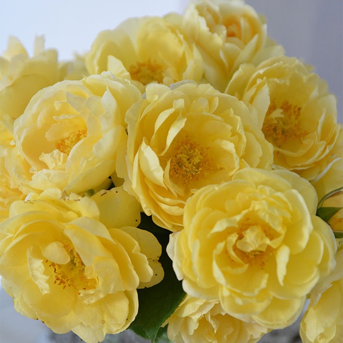 パトラッシュ（大苗）7号鉢植え　バラ苗　《農林水産省 登録品種》　四季咲き　カップ咲き　ヤンスペック