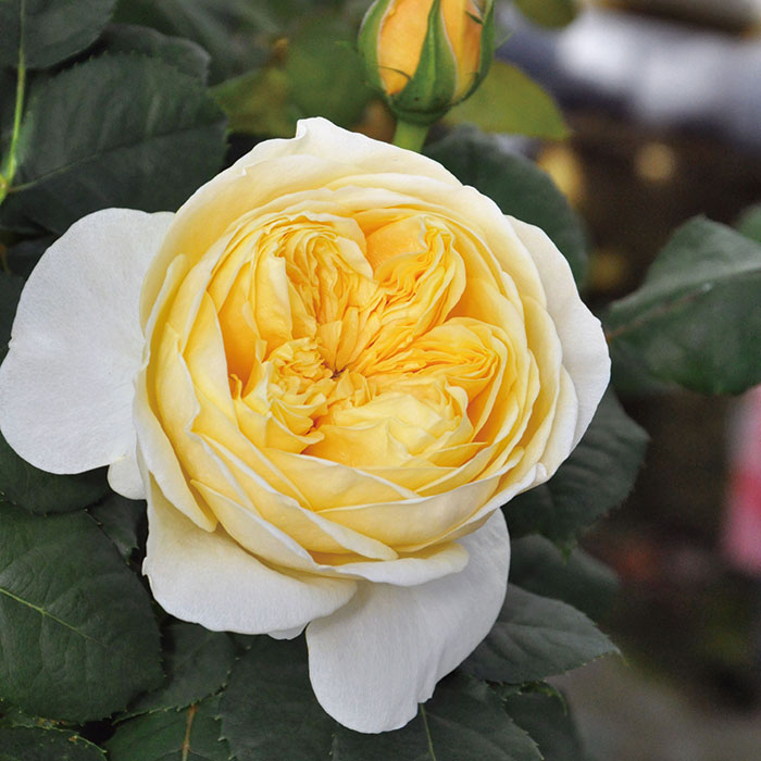 楽天市場】◇開花後強剪定株 花芽なし◇ バラ 苗 京成 【スター
