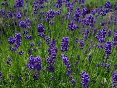 ラベンダー・濃紫早咲3号(イングリッシュ系) ハーブ苗