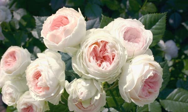 パシュミナ（大苗）7号鉢植え バラ苗 《農林水産省 登録品種