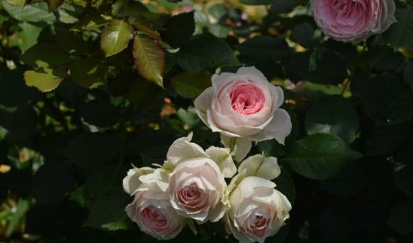 パシュミナ（大苗）7号鉢植え バラ苗 《農林水産省 登録品種