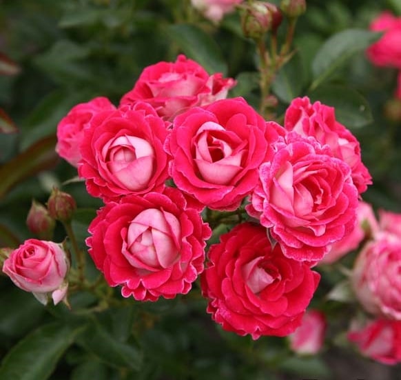 「ユッキ」 切り花品種バラ苗　レアバラ　大苗　アフタマ♡ バラ ユッキ様専用」 切り花品種バラ苗 レアバラ 大苗 アフタマ♡ バラ