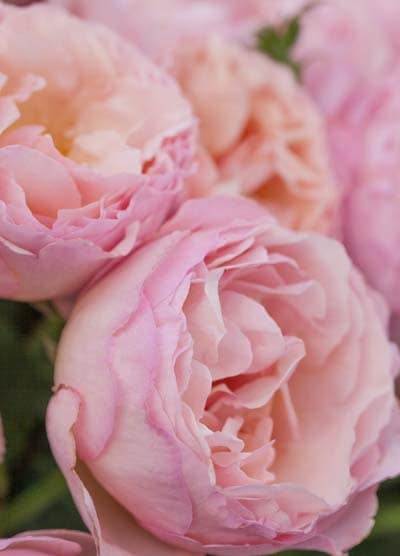 プリンセス・シャルレーヌ・ドゥ・モナコ（大苗）7号鉢植え バラ苗