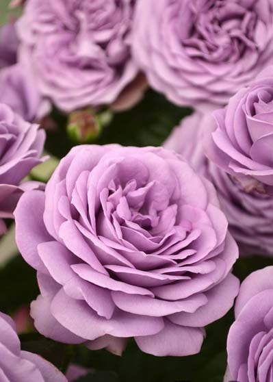 Blue薔薇様 カインダ・ブルー(大苗予約)7号鉢植え バラ苗 《農林水産省