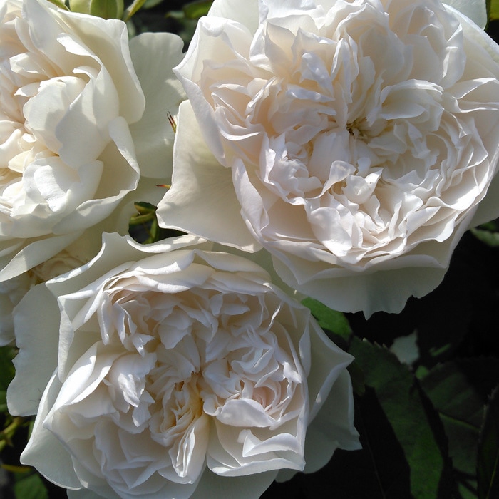 クイーン・オブ・ジ・エルブス（大苗予約） 7号鉢植え　バラ苗　《農林水産省 登録品種》　四季咲き　シュラブローズ　ロサ・オリエンティス