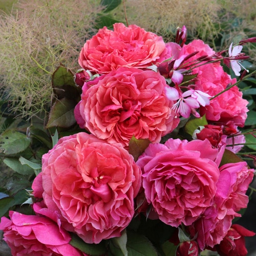 ラデュレ（大苗）　7号鉢植え　バラ苗　《契約品種》　返り咲き　ギヨー社・フランス　GUILLOT