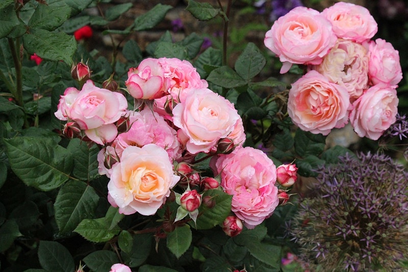 マダム・ドゥ・スタール（大苗）　7号鉢植え　バラ苗　《契約品種》　繰り返し咲き　ギヨー社・フランス　GUILLOT