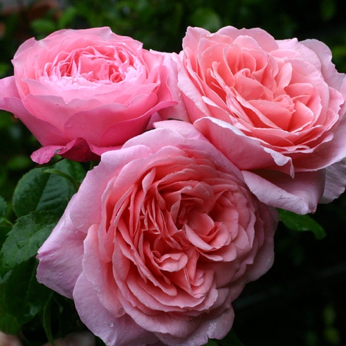 フランシス・ブレイズ（大苗予約） 7号鉢植え バラ苗 《契約品種