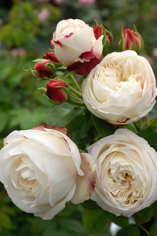 エリアーヌ・ジレ（大苗予約） 7号鉢植え バラ苗 《契約品種