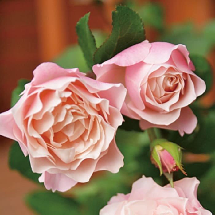 ダフネ（新苗予約）7号鉢植え　バラ苗　《農林水産省 登録品種》　四季咲き（シュラブ）　ロサ・オリエンティス