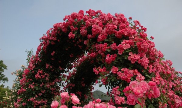 アンジェラローズ ITANSE 薔薇 つるバラ アンジェラ クライミングローズ 花苗 6号ポット