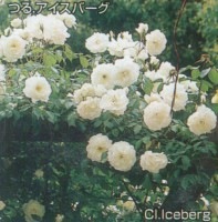 つるアイスバーグ（新苗）7号鉢植え　バラ苗　　Iceberg　白　つるバラ　シュネヴィッチェン　強健　アーチ　花つきよい|樹形や花色・花の大きさから選ぶ|バラ苗　Roses