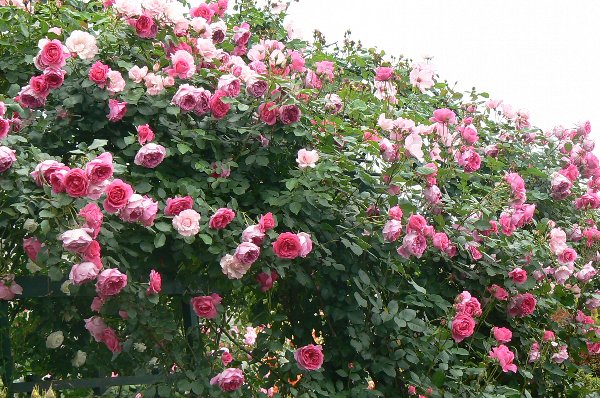 取り除く 真空 私の バラ 羽衣 鉢植え 言い換えると 農夫 香水 取り除く 真空 私の バラ 羽衣 鉢植え 言い換えると 農夫 香水